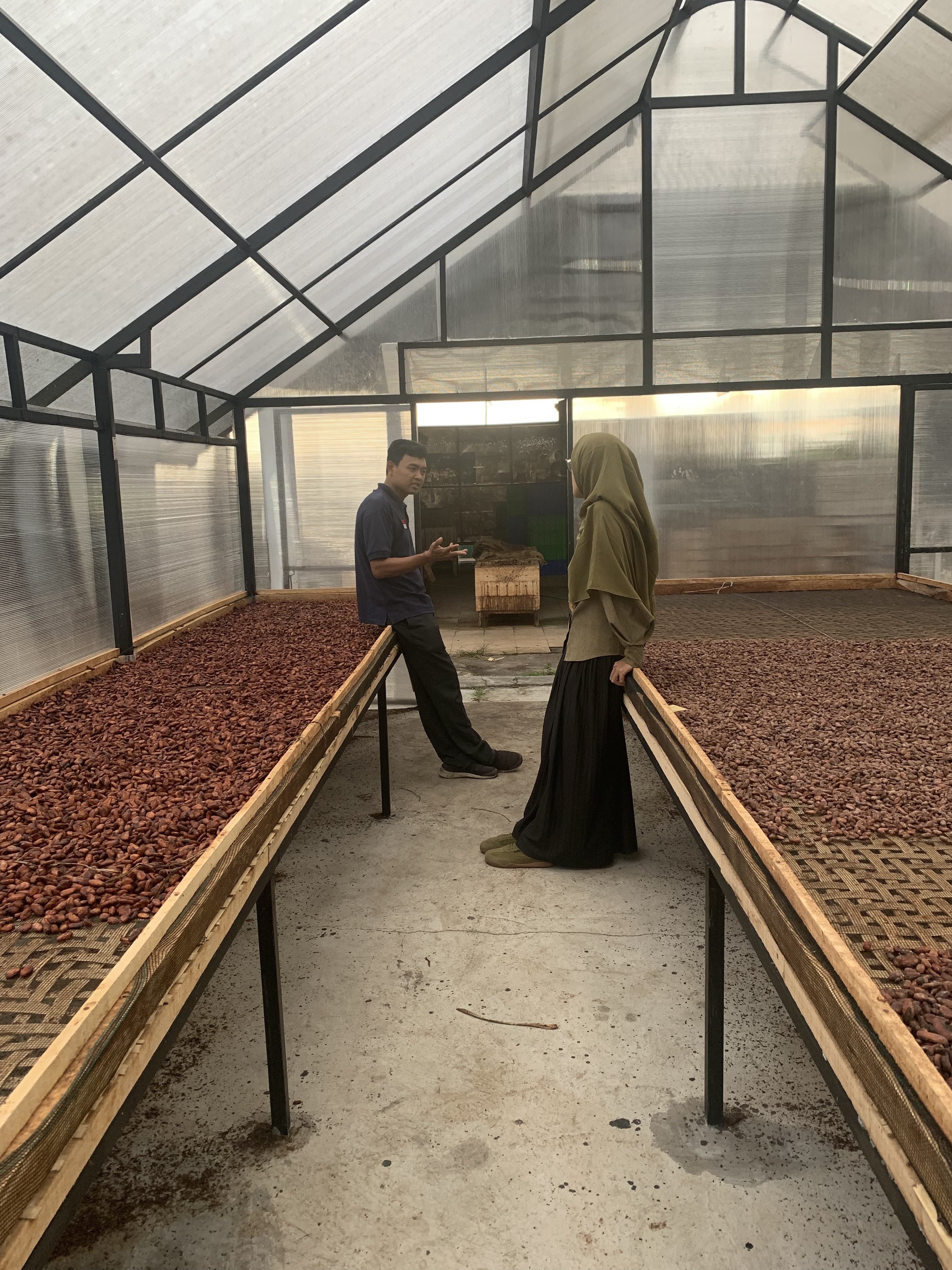 Cocoa husk being dried